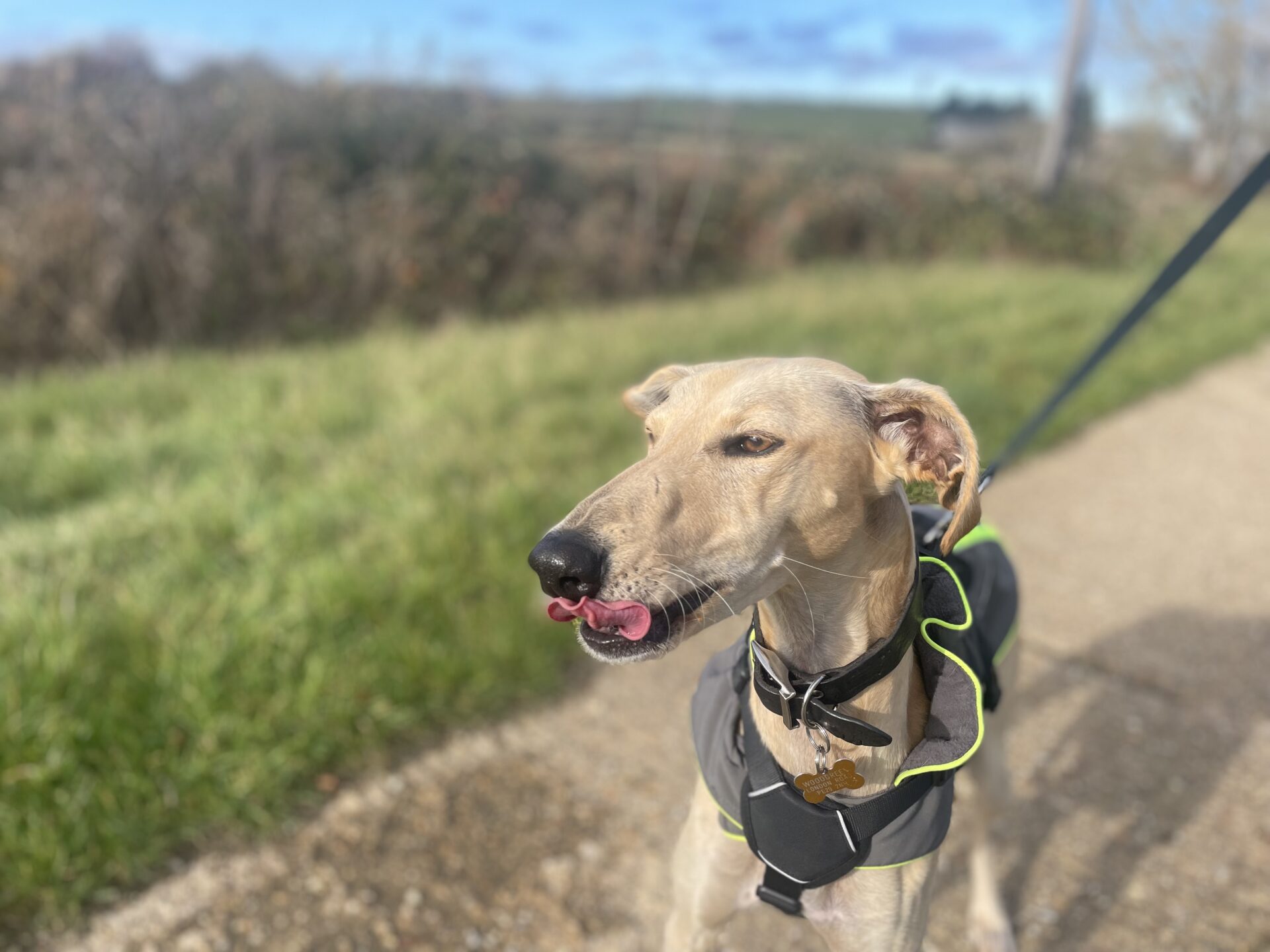 A tan floyd lurcher dog wearing a black jacket stands on a path outdoors, licking its nose with its pink tongue. Grass and a blurred landscape can be seen in the background under a blue sky.