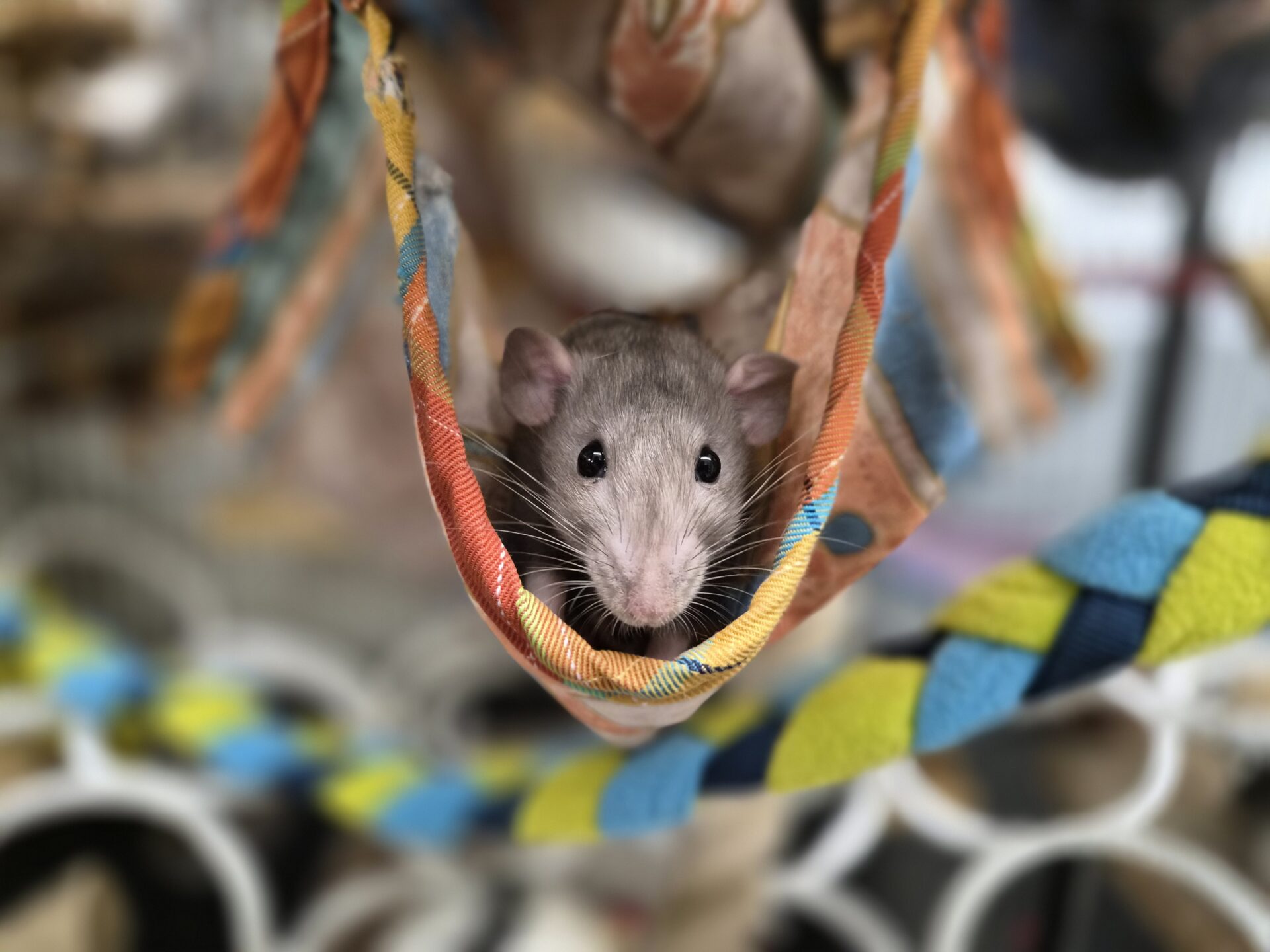 A brown rat sits in a colourful fabric hammock, looking directly at the camera. The background shows blurred patterns and cage bars.