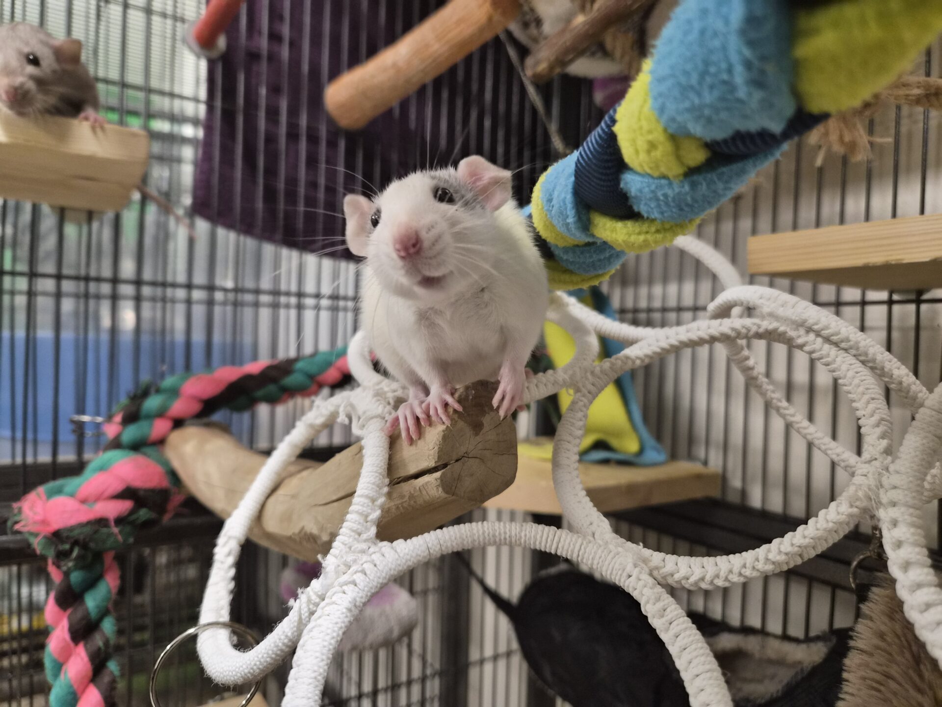 A white and gray rat sits on a wooden perch surrounded by colorful ropes and toys inside a wire cage, looking toward the camera. Another rat is partially visible in the background.