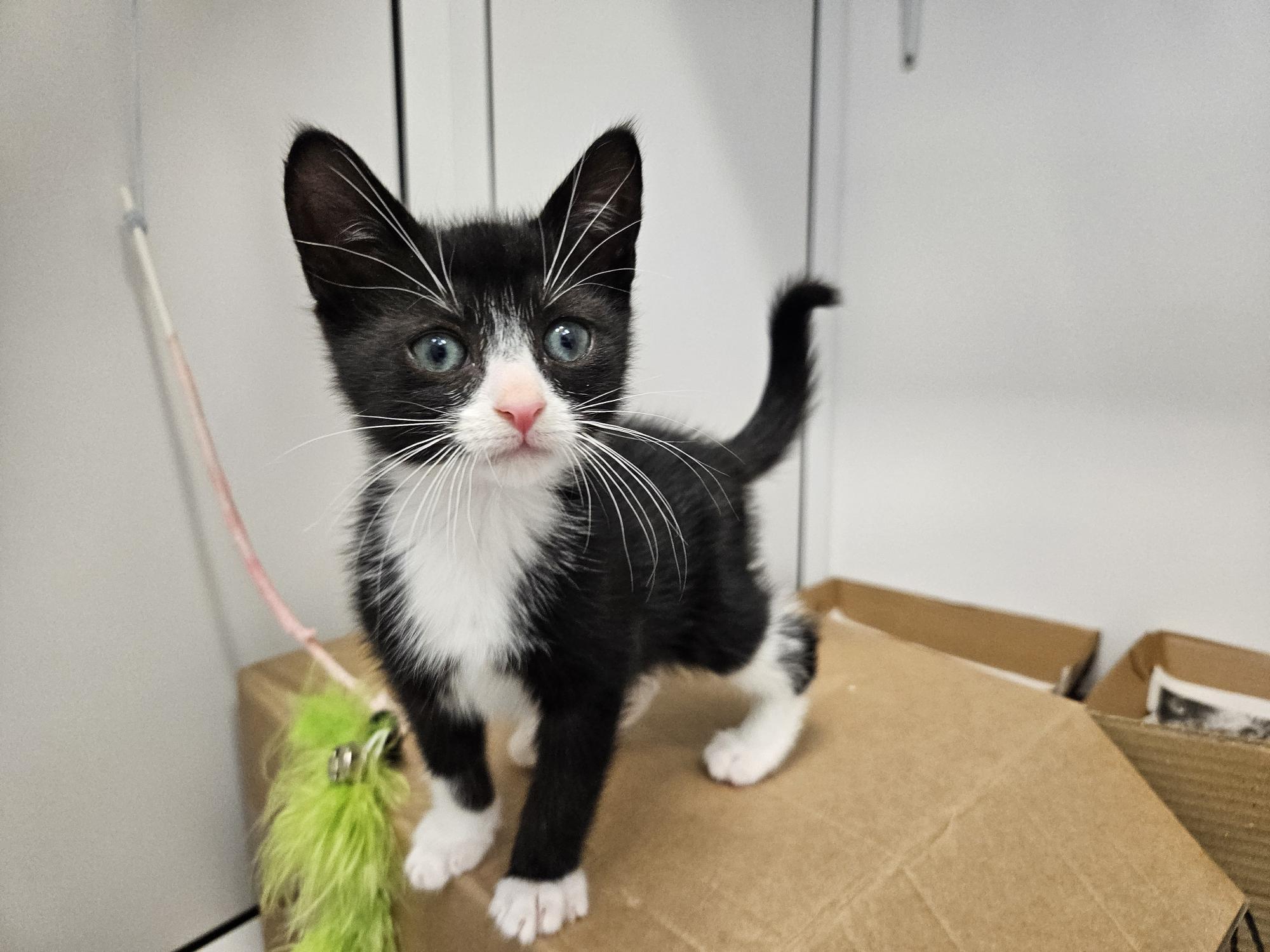A black and white kitten with blue eyes stands on a cardboard box, looking up. A green feather toy hangs nearby. The background shows white cabinets and another cardboard box.