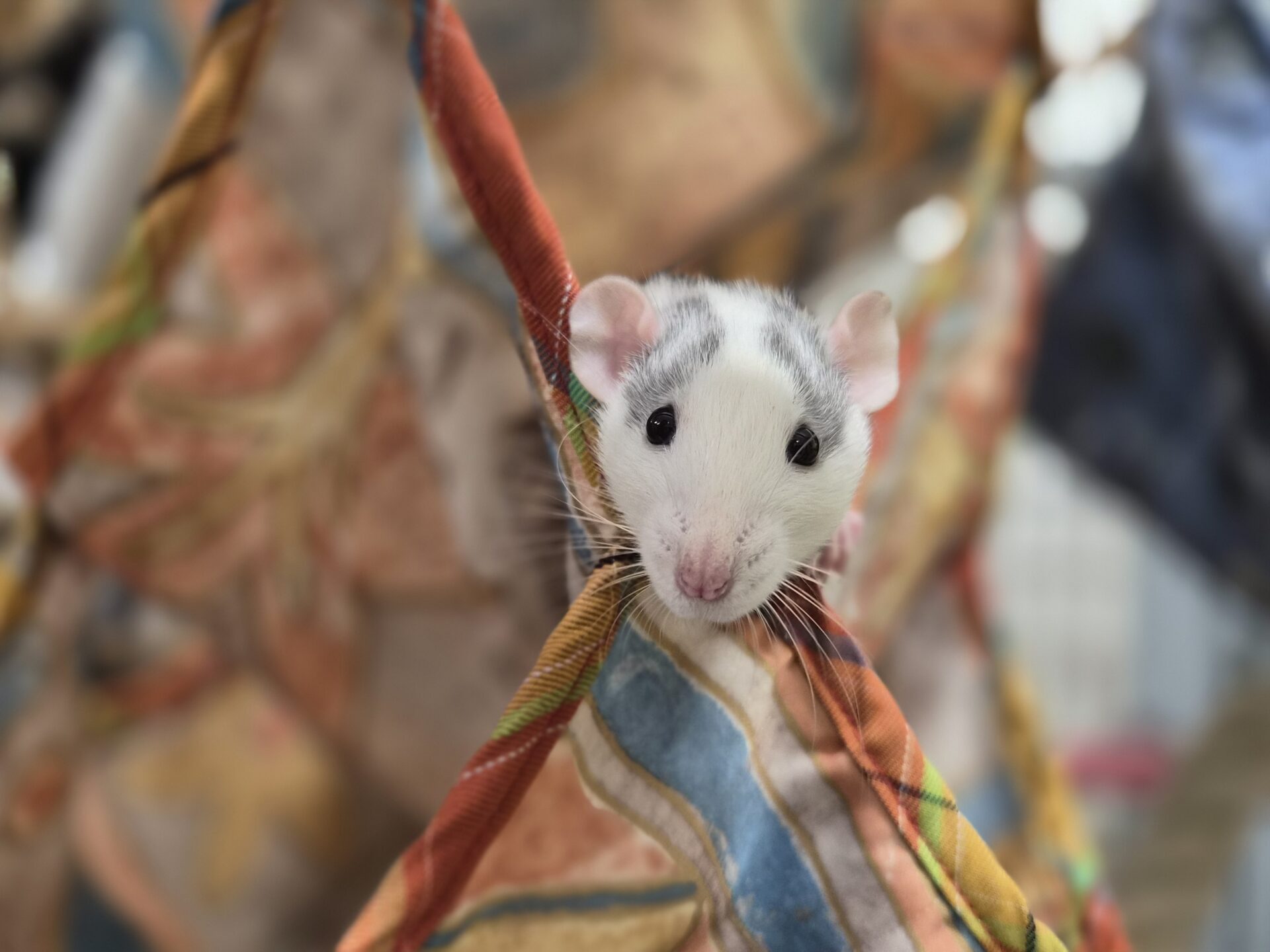 A curious white and grey rat peeks out from a colorful hammock with patterned fabric, looking directly at the camera. The background is softly blurred.