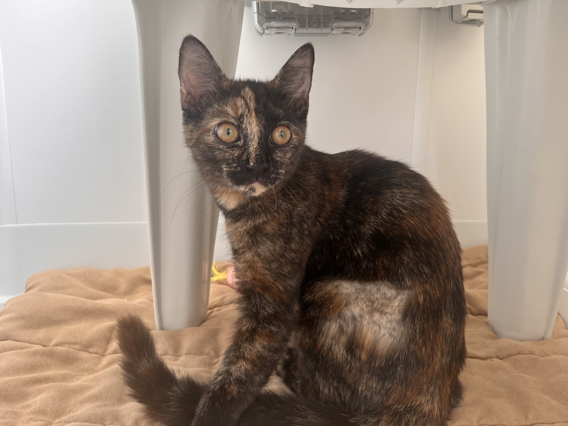 A tortoiseshell cat with bright yellow eyes sits on a tan blanket under a white plastic stool, looking alertly toward the camera.