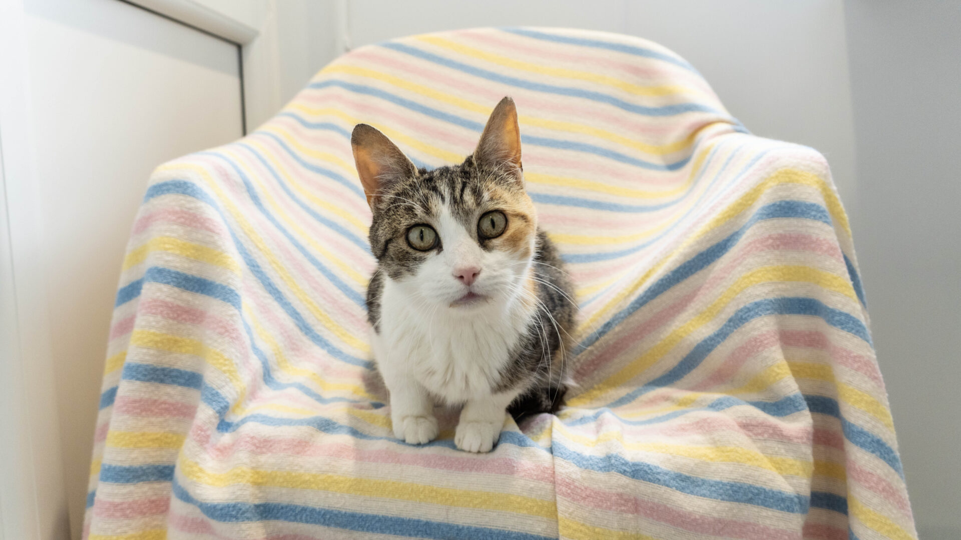A gray and white cat sits on a chair covered with a pastel striped blanket in pink, yellow, blue, and white, looking directly at the camera in a bright room.