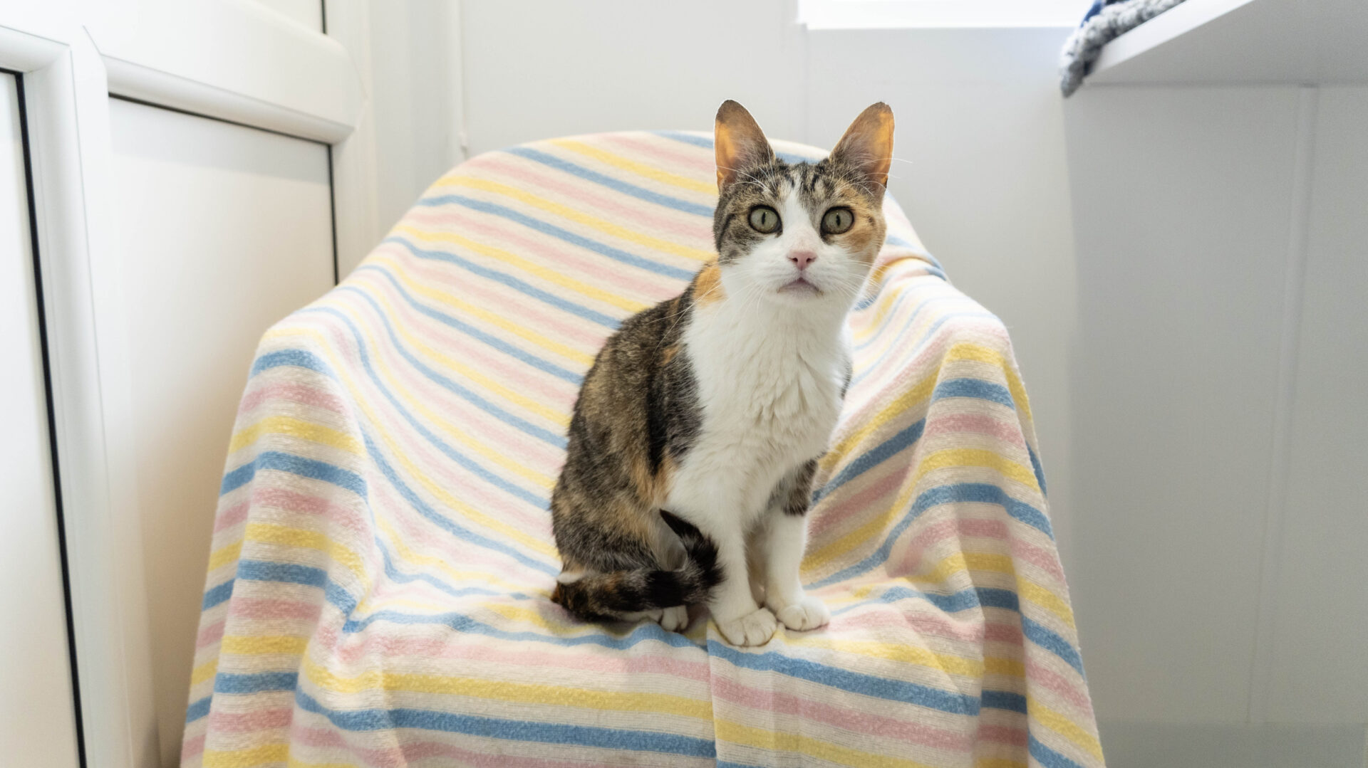 A brown, black, and white cat sits on a chair covered with a pastel striped towel, looking directly at the camera in a bright room.