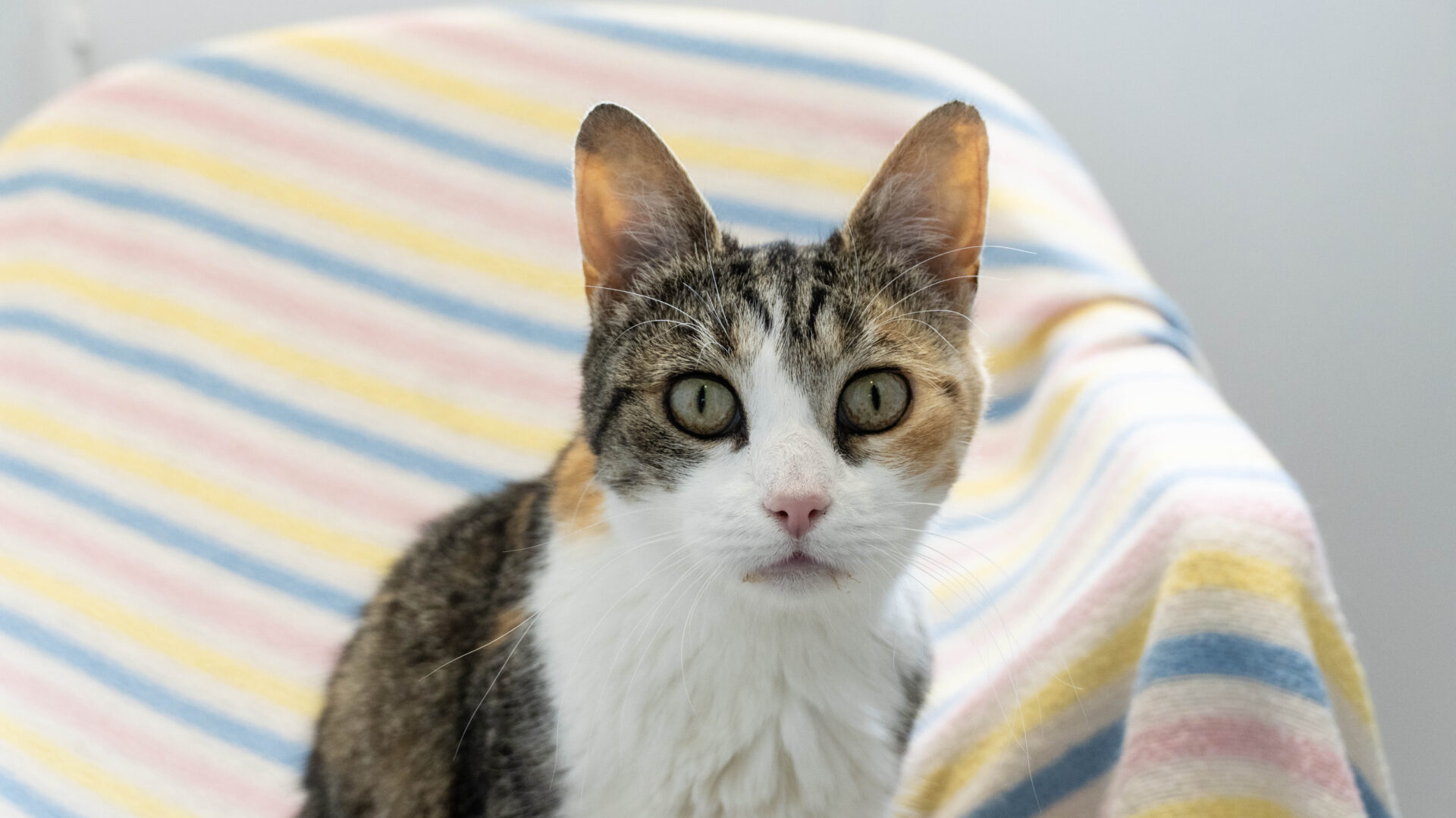 A tabby and white cat with alert, wide eyes sits on a chair draped with a pastel striped blanket in shades of yellow, pink, and blue. The background is softly lit and neutral.
