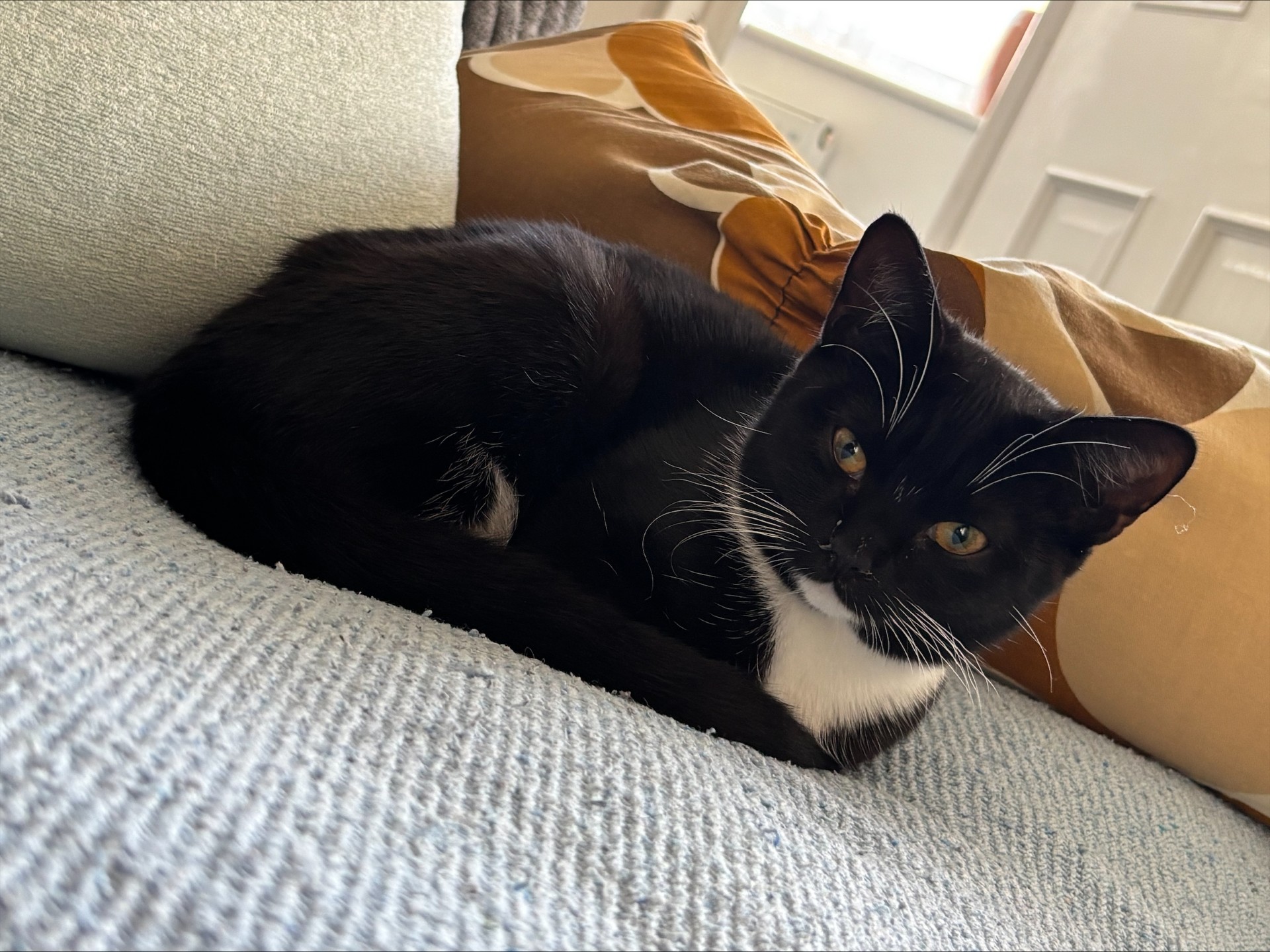 A black and white cat with white whiskers lies curled up on a light blue textured blanket, next to tan and beige pillows, in a cozy indoor setting.