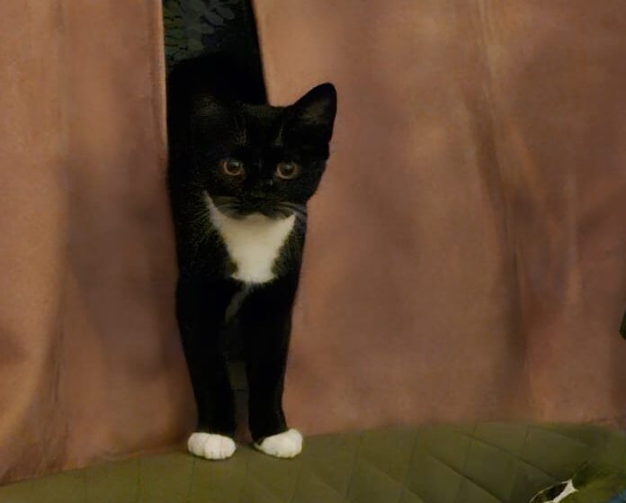 A black and white cat with white paws and chest peeks out between two brown curtains, standing on an olive-green quilted surface.