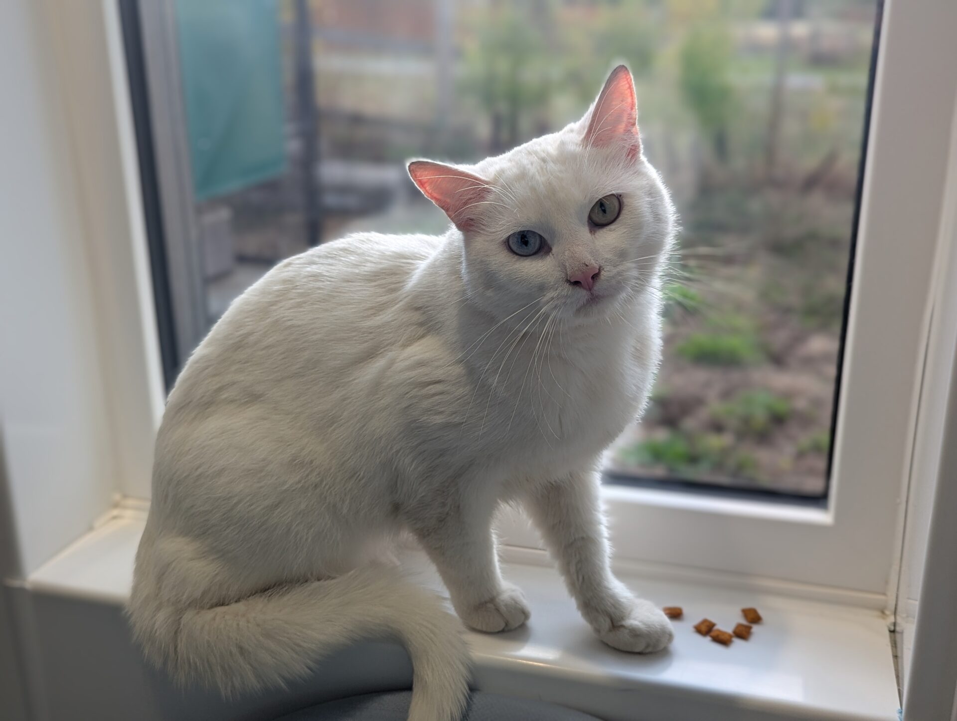 A white cat with blue eyes sits on a windowsill next to a few pieces of dry cat food, looking up with its ears slightly tilted back. A blurred outdoor scene is visible through the window.