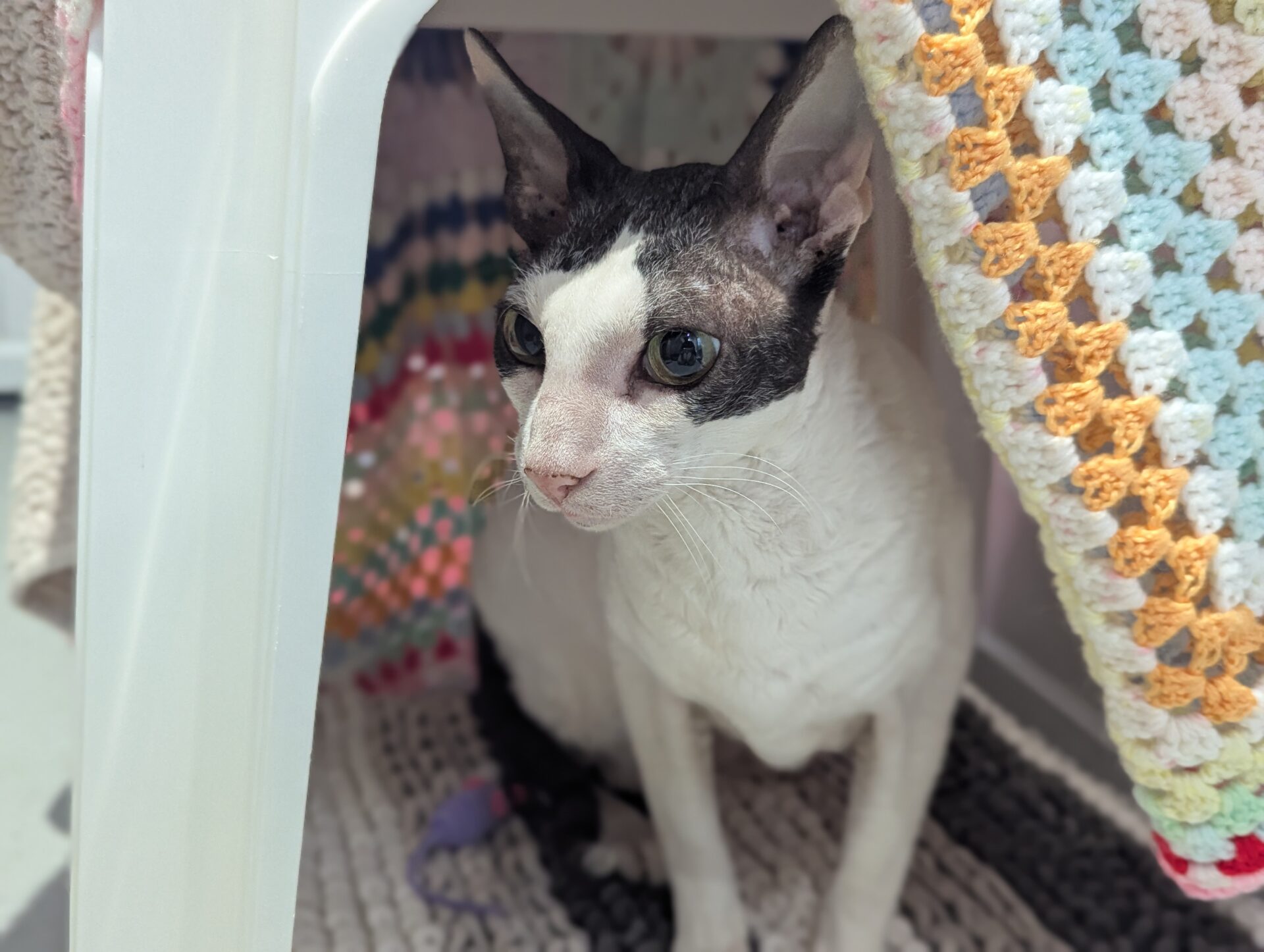 A Cornish Rex cat with large ears sits under a plastic chair draped with colorful crocheted blankets, looking alert and curious.