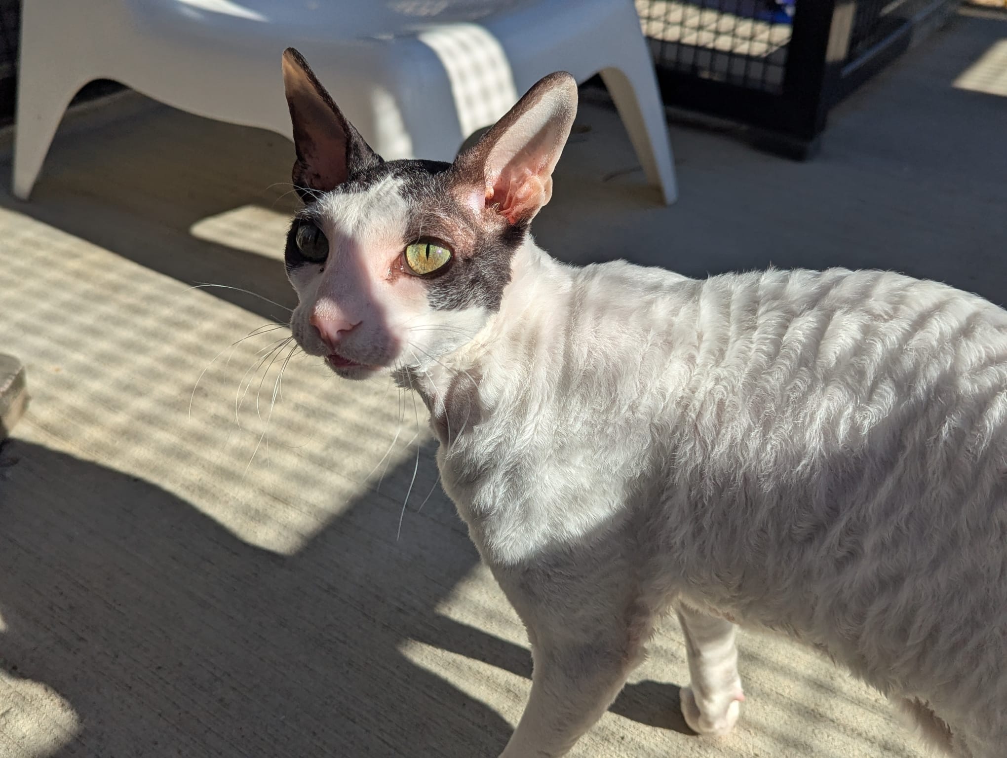 Montezuma the Cornish Rex cat, with curly white and black fur, stands on a sunlit patio. Shadows from a fence create a striking grid pattern on both Montezuma and the ground as he looks toward the camera.
