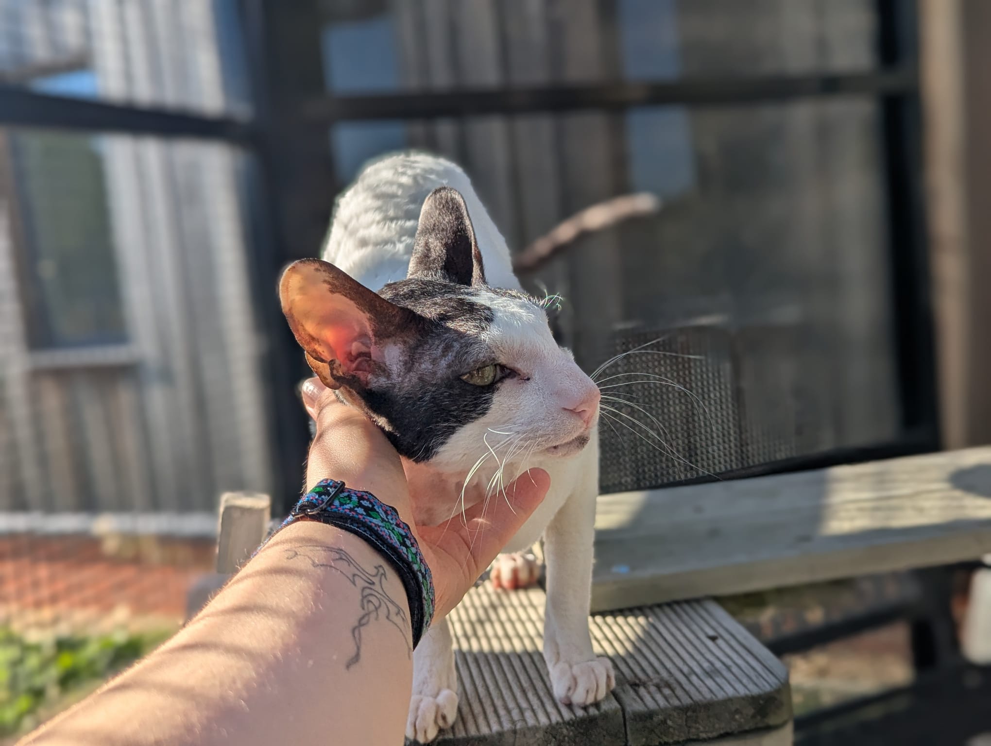 Montezuma the Cornish Rex cat, slender with large ears, is gently petted under the chin by a person with bracelets and a tattoo on their arm. Sunlight casts shadows across the wooden surface in this serene outdoor scene.