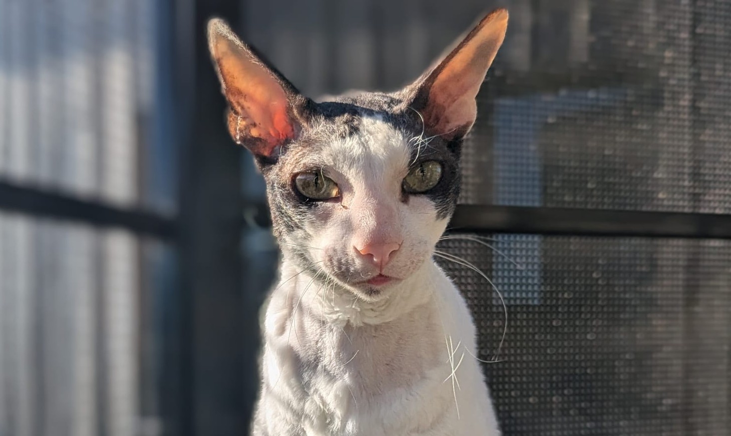 A close-up of Montezuma the Cornish Rex cat, with large ears and green eyes, sitting in sunlight against a mesh screen background.