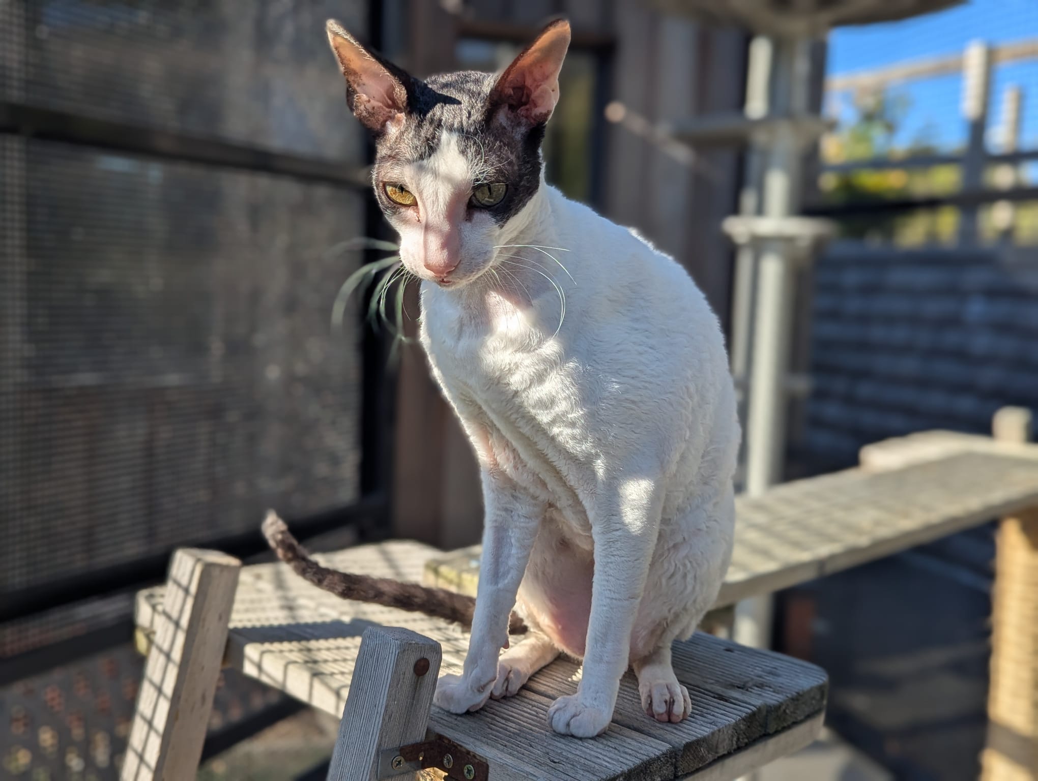Montezuma the Cornish Rex cat, a slender short-haired feline with large ears and green eyes, sits on a wooden plank in an outdoor enclosure, sunlight casting shadows on his white and black fur.