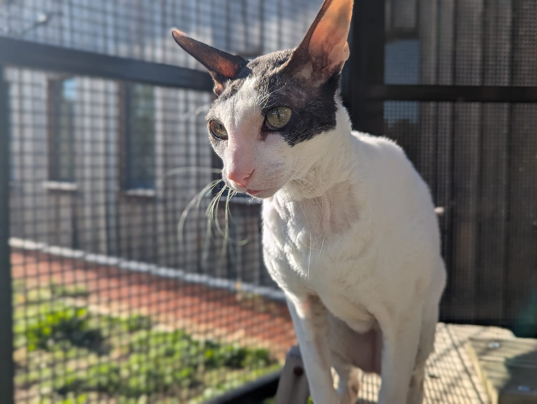 Montezuma the Cornish Rex cat, with large ears and a slender build, sits in a sunlit outdoor enclosure as sunlight highlights his short, curly fur and striking green eyes.