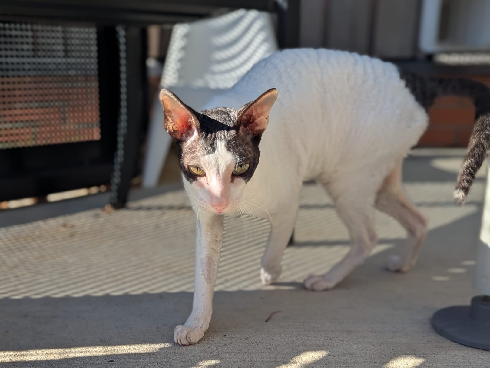 Montezuma the Cornish Rex cat, slender and short-haired with large ears, strolls across a sunlit patio, his white coat with dark markings casting shadows from nearby furniture.