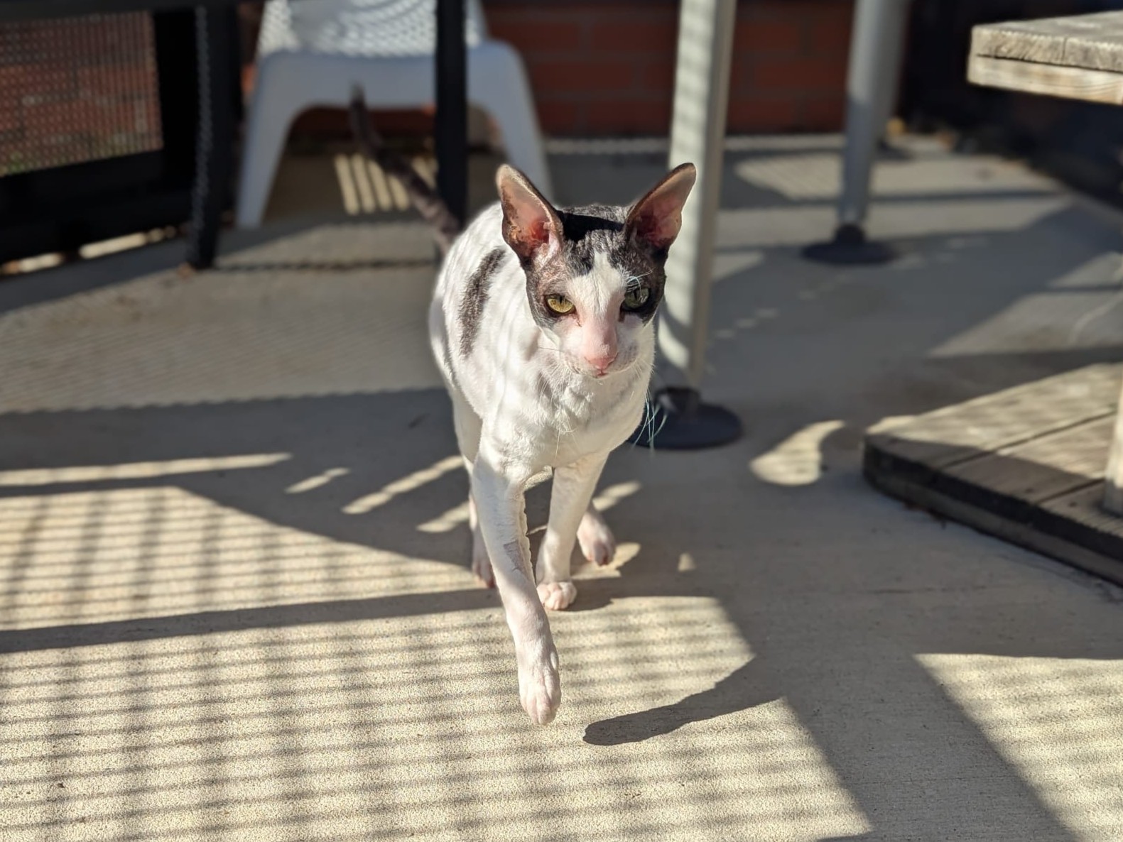 Montezuma the Cornish Rex cat walks toward the camera on a sunlit patio, with shadows from a fence creating striking striped patterns on the ground.