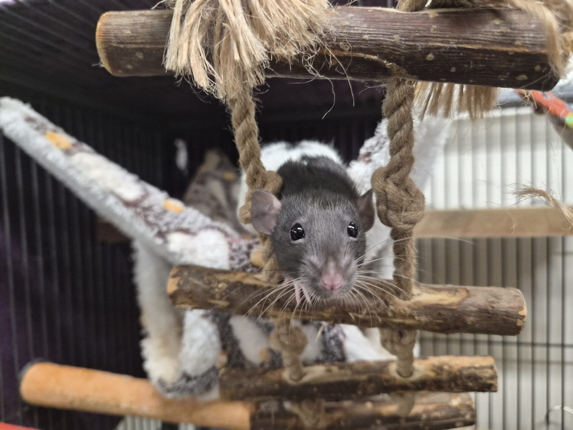 A black and white rat peers through the rungs of a small wooden ladder inside a cage, with a fabric hammock and other cage accessories visible in the background.