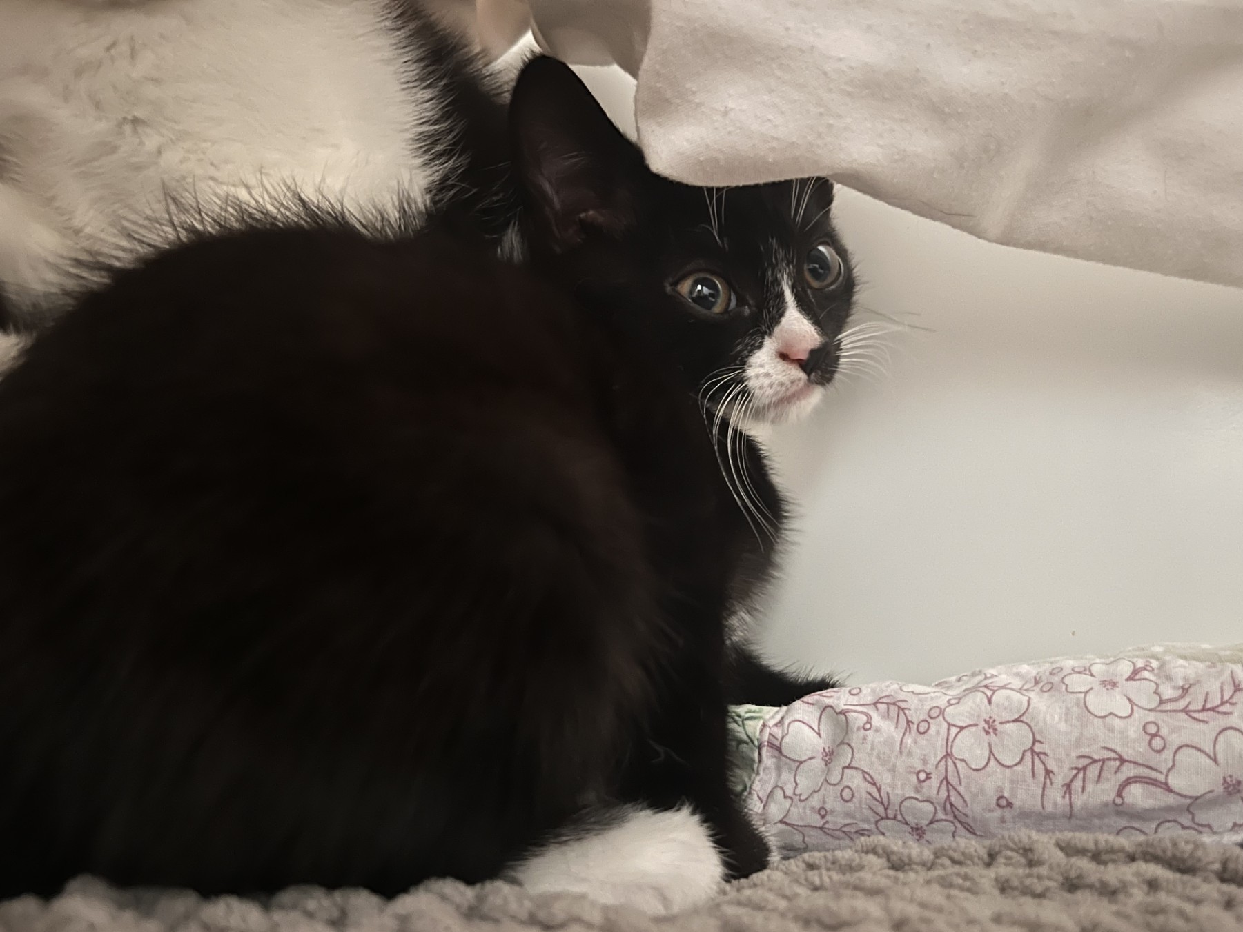 A black and white kitten with wide eyes sits on a soft, textured surface near a patterned pillow, partially hidden under a white sheet.