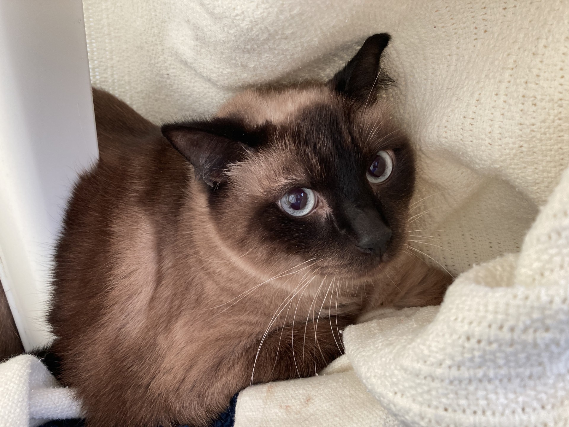A Siamese cat with blue eyes and dark brown points is lying on a white knit blanket, looking up at the camera with a gentle expression.