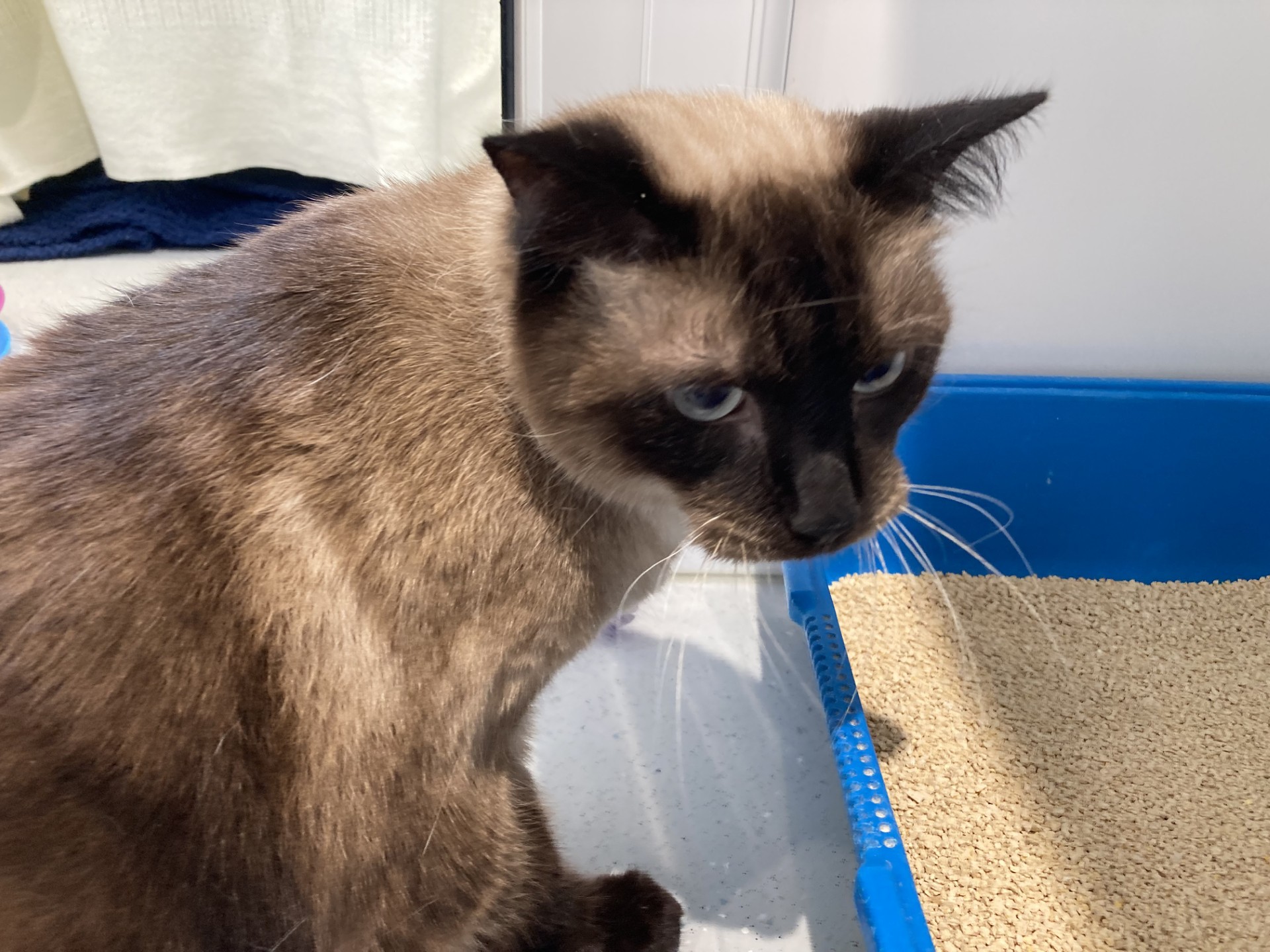 A Brown cat with blue eyes sits next to a blue litter box filled with pale litter. The cat is looking to the side with a slightly serious expression. White and dark towels are visible in the background.