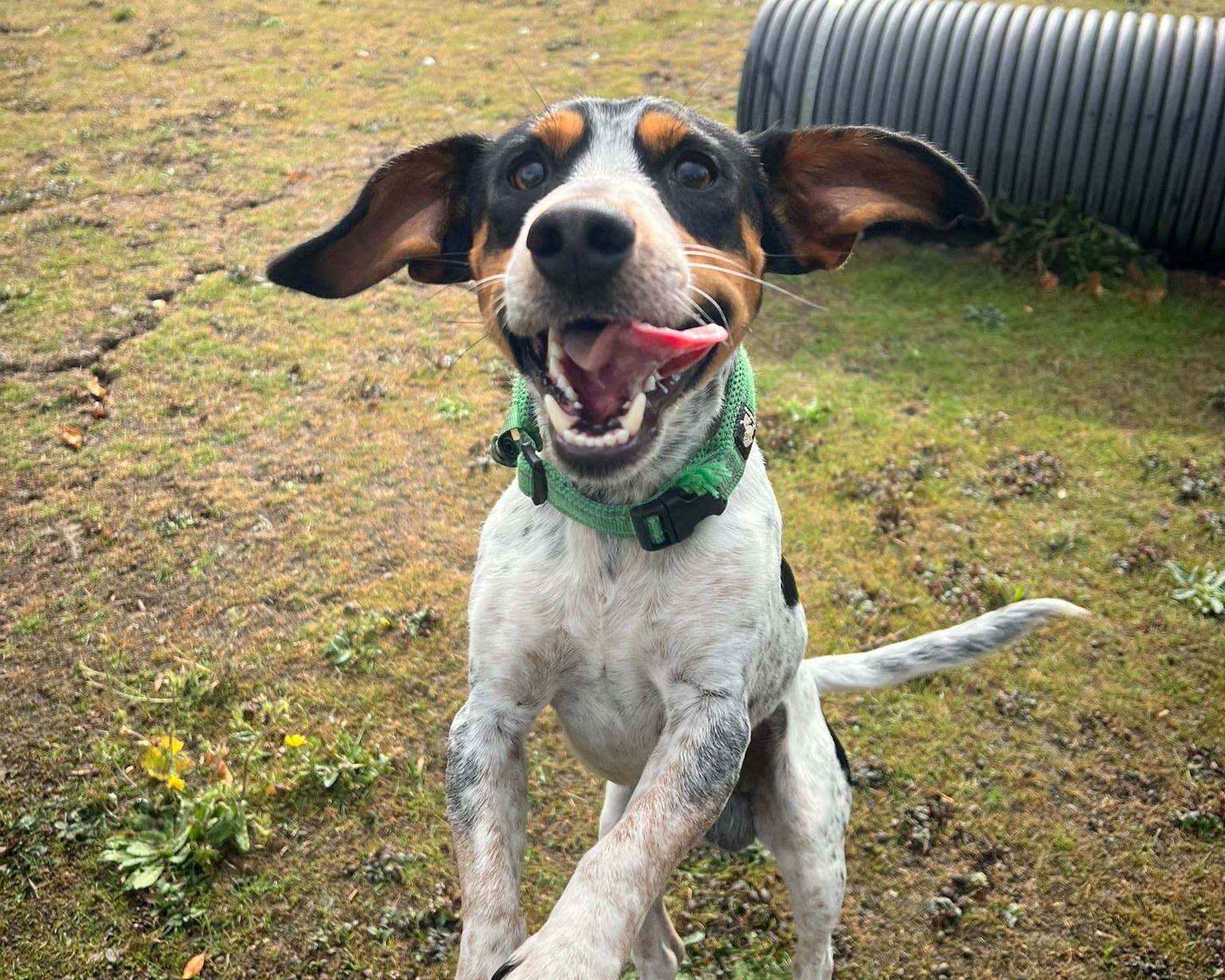 A happy dog with floppy ears and a green collar stands on its hind legs, mouth open and tongue out, on a grassy field with a black tunnel in the background.