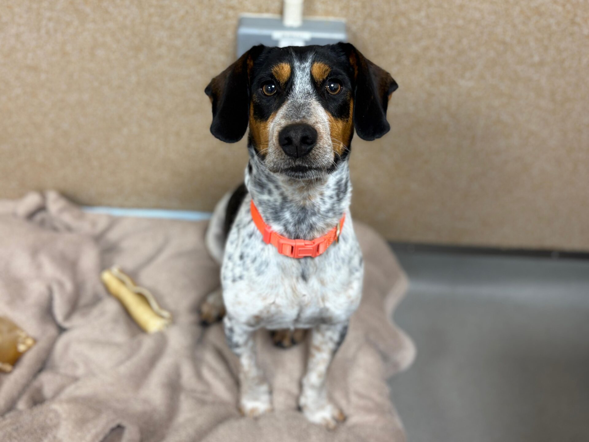 A black, brown, and white dog with a pink collar sits on a beige blanket next to a dog bone, looking up at the camera in an indoor setting.