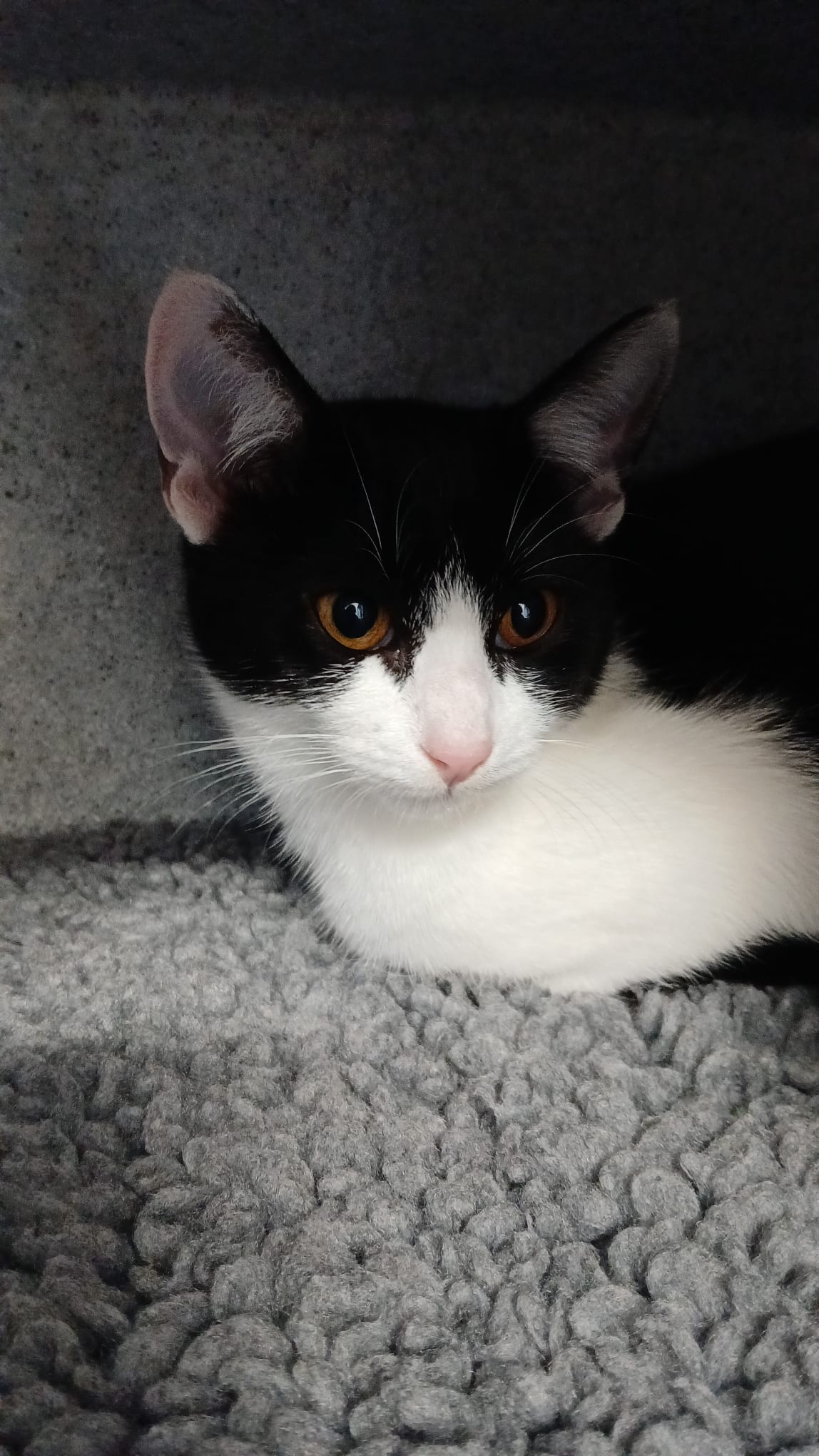 A black and white cat with amber eyes rests on a light gray textured surface, looking slightly to the side. Its ears are alert and the lighting is soft.