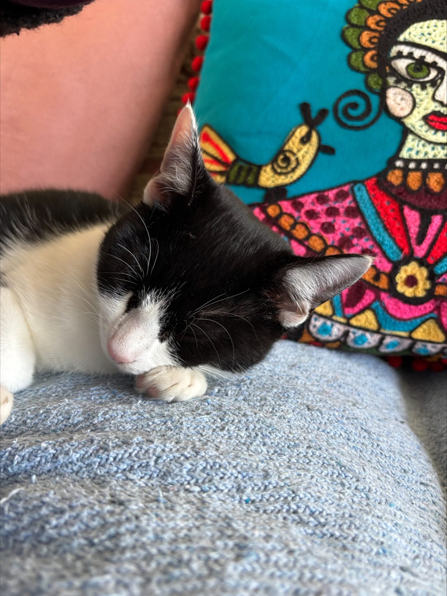 A black and white cat sleeps on a light blue textured blanket, beside a colorful embroidered pillow featuring a stylized woman and bird.
