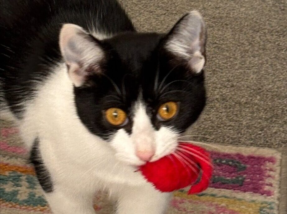 A black and white cat with striking yellow eyes holds a red toy in its mouth, standing on a colorful rug with a grey carpet in the background.