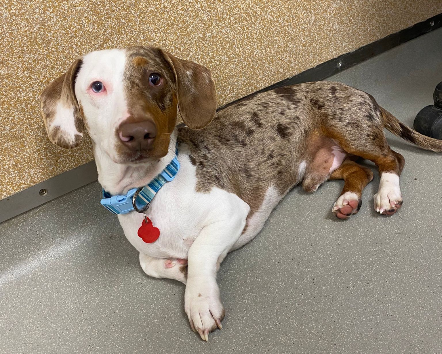 A dachshund with a unique dappled brown and white coat lies on a gray floor, wearing a blue collar with a red tag, looking up with one blue and one brown eye.