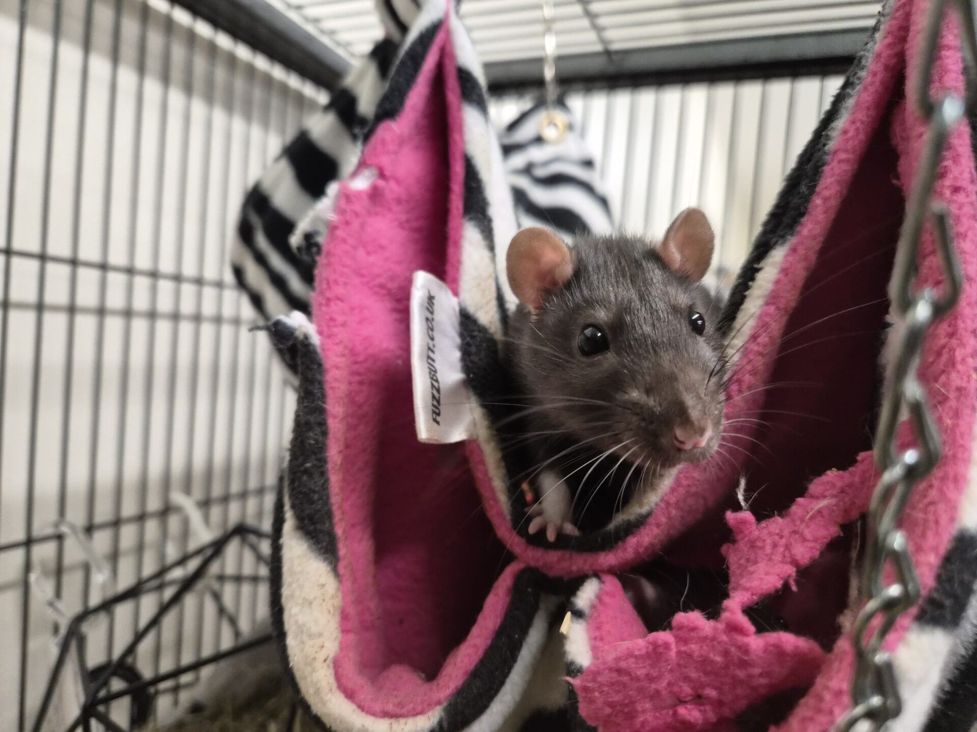 A black rat peeks out from a pink and white hanging hammock inside a wire cage, with another hammock and cage bars visible in the background.