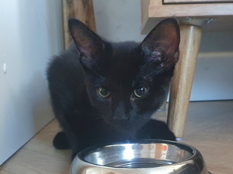 A black cat with green eyes sits on a wooden floor, looking at a shiny metal water bowl in front of it. Part of a wooden table leg is visible in the background.