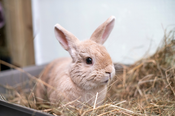 A light brown rabbit with upright ears sits in a pile of hay.