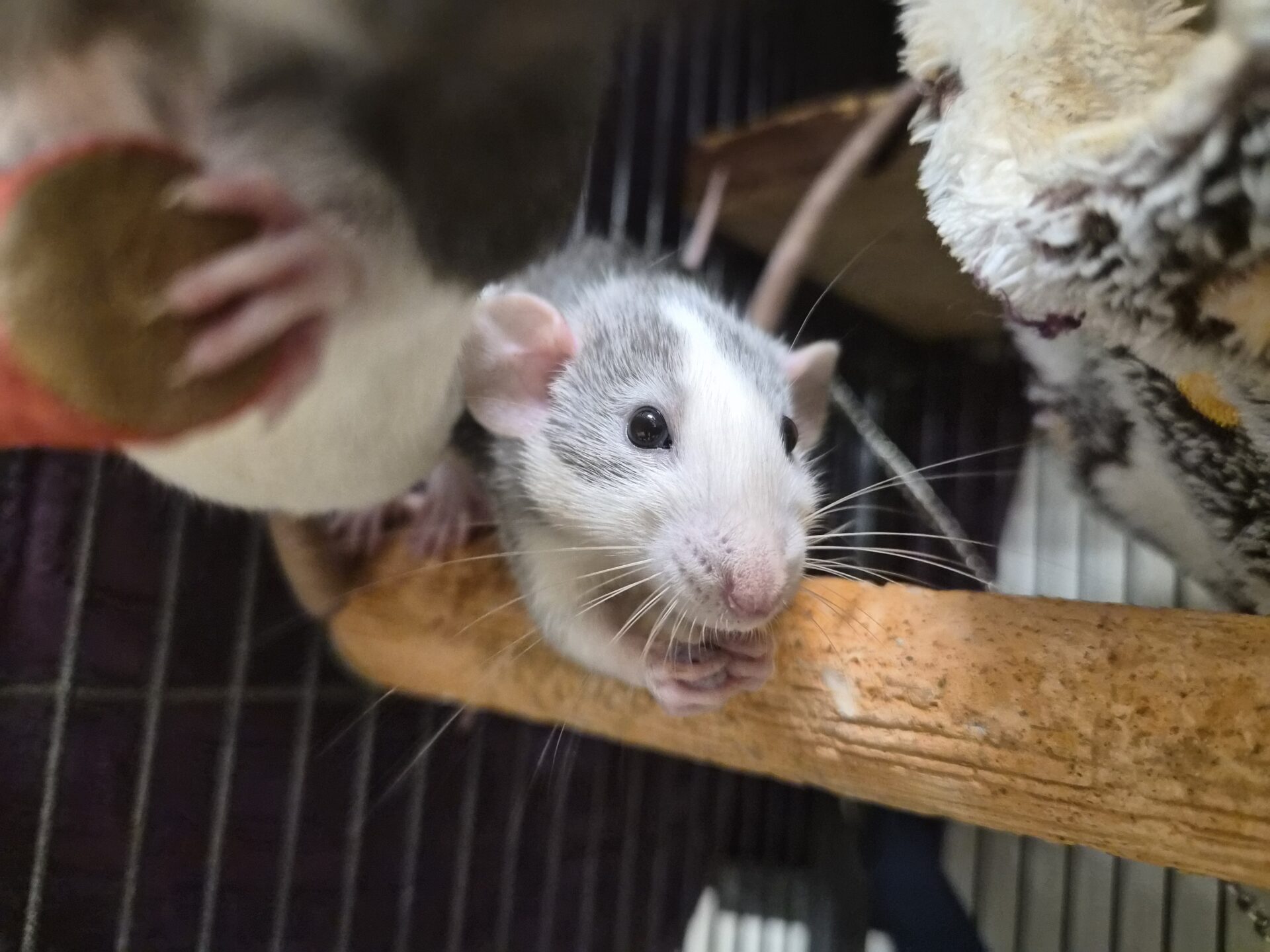 A close-up of a small, gray-and-white rat gripping a wooden perch with its paws. Another rat and plush fabric are partially visible nearby inside a cage.