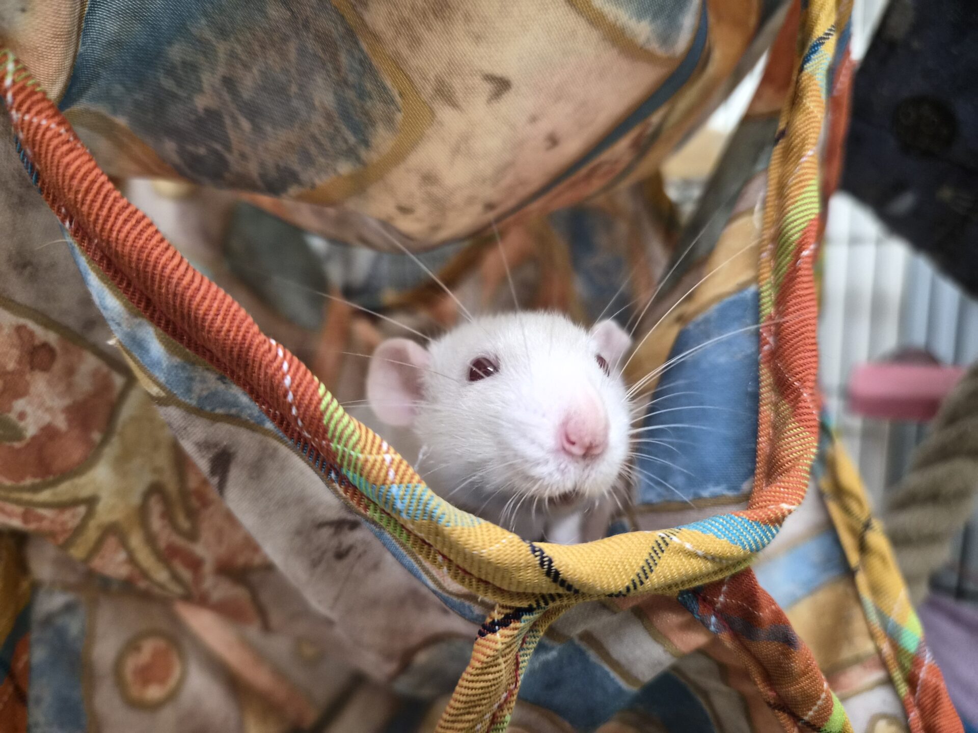 A white rat with pink ears and nose peeks out from a colorful fabric hammock, looking alert and curious. The patterned hammock surrounds the rat, creating a cozy, enclosed space.