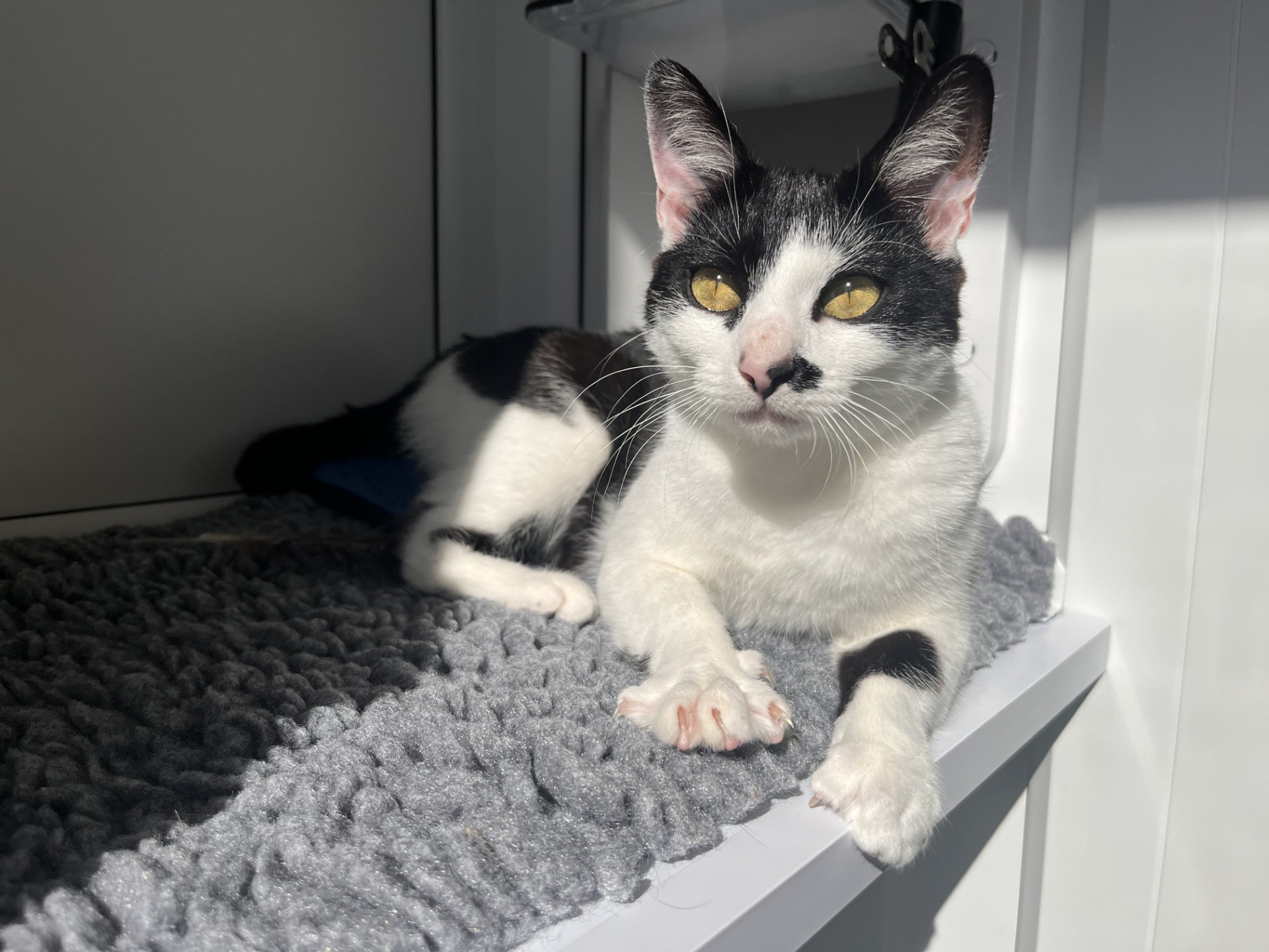 A black and white cat with yellow eyes lounges on a gray textured blanket in a sunlit space, looking alert and relaxed.