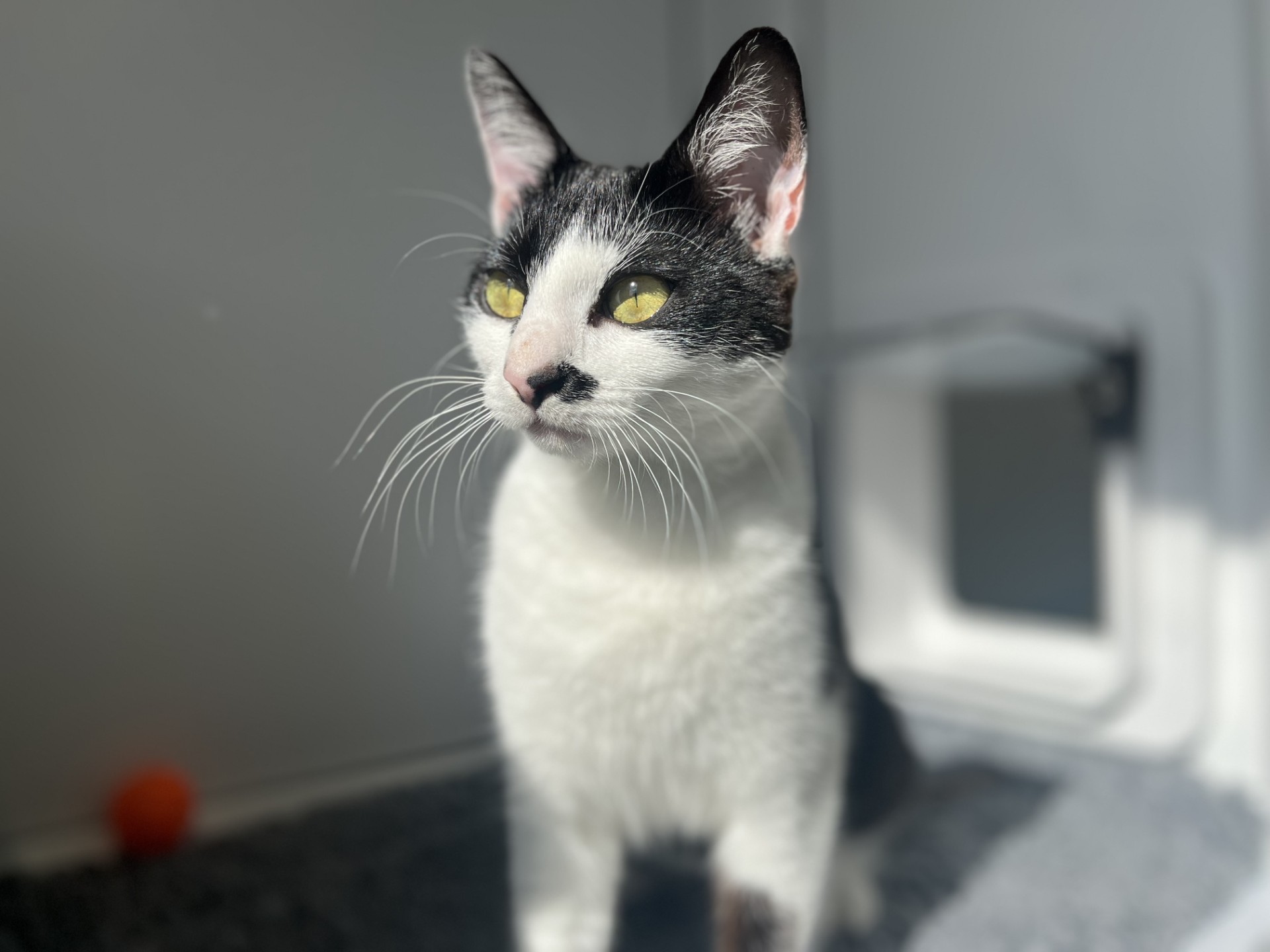 A black and white cat with yellow eyes sits in sunlight near a cat flap, looking off to the side. The background is softly blurred, and a small orange ball is visible in the corner.