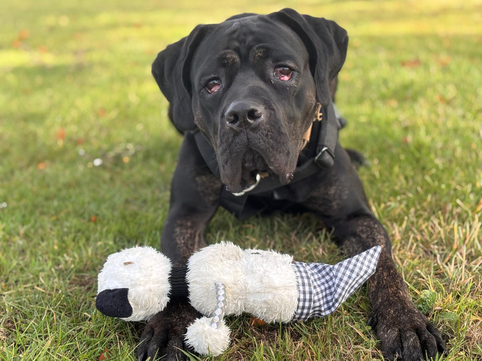 A large black dog with droopy eyes lies on green grass, resting its head near a plush white and gray stuffed toy. The dog looks up with a calm, gentle expression.