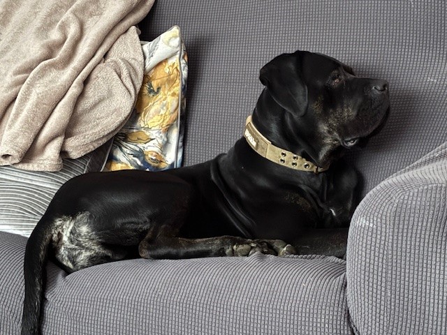 A black dog with a light-colored collar is lying on a gray sofa, resting its head on the armrest. There is a beige blanket and a decorative pillow with a floral pattern behind the dog.