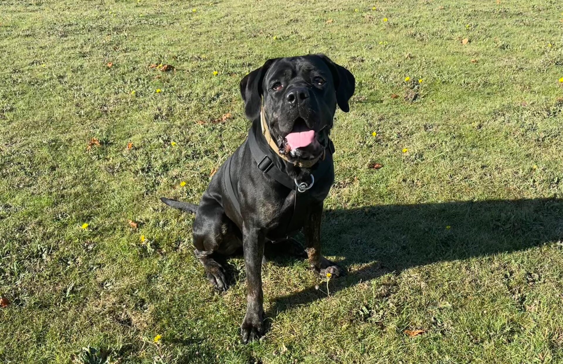 A large black dog with a collar sits on green grass, mouth open and tongue out, enjoying a sunny day. Small yellow flowers are scattered across the field.