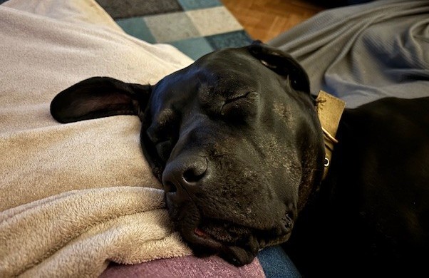 A large black Cane Corso with a tan collar is sleeping on a bed, resting its head on a beige blanket with its eyes closed and one ear flopped back. The background shows a patterned floor and more bedding.