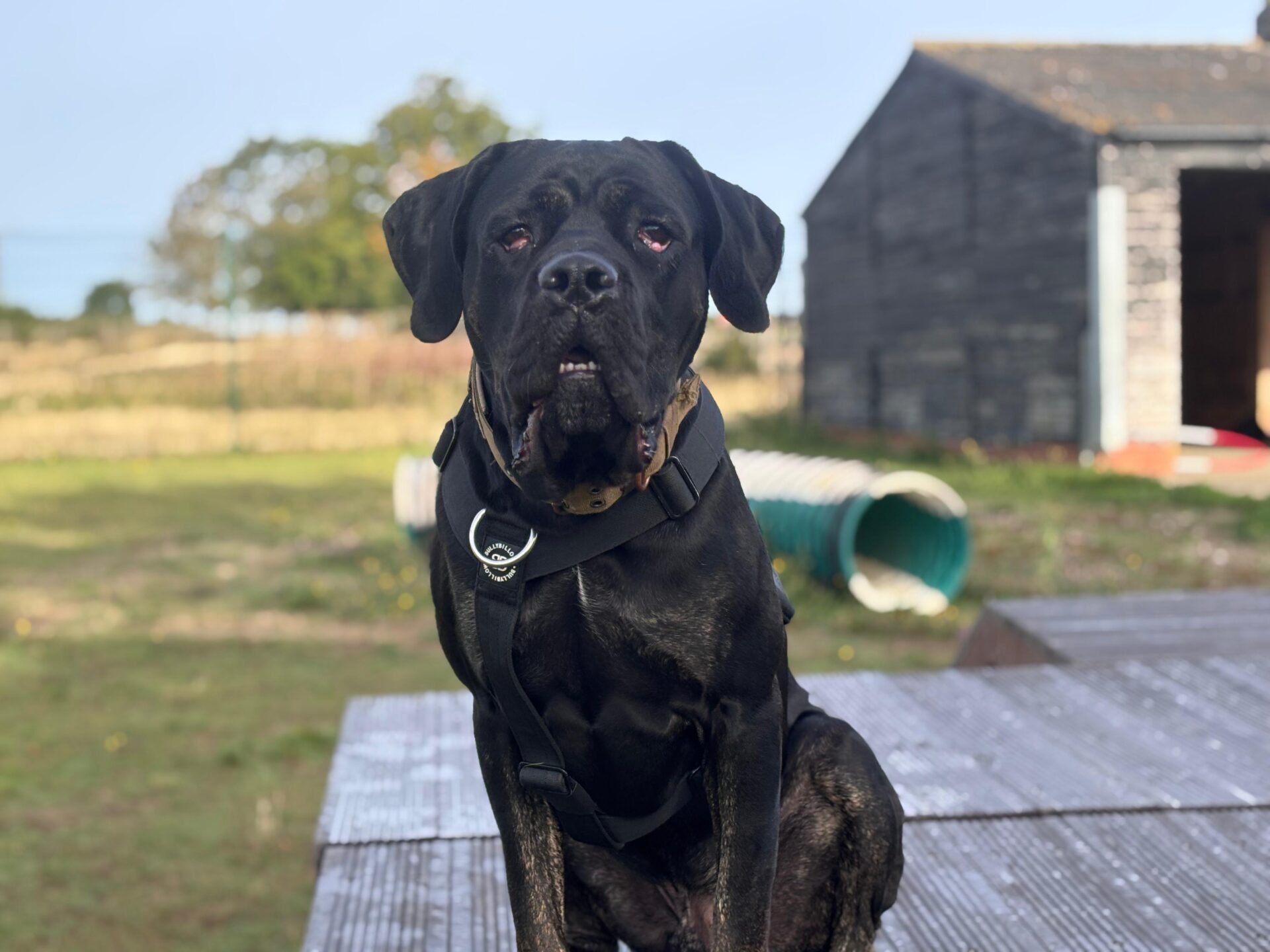 A large black dog with a harness sits on wooden decking outdoors, looking at the camera. In the background, there is green grass, a tunnel, and a dark wooden shed. The sky is clear.