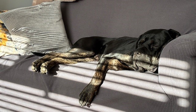 A black dog is sleeping on a gray couch with sunlight and shadows from window blinds falling across its body. There is a gray pillow next to the dog.
