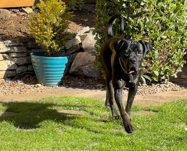 A large black dog walks on green grass in a sunny garden, with a blue pot containing a small plant and a leafy bush in the background.
