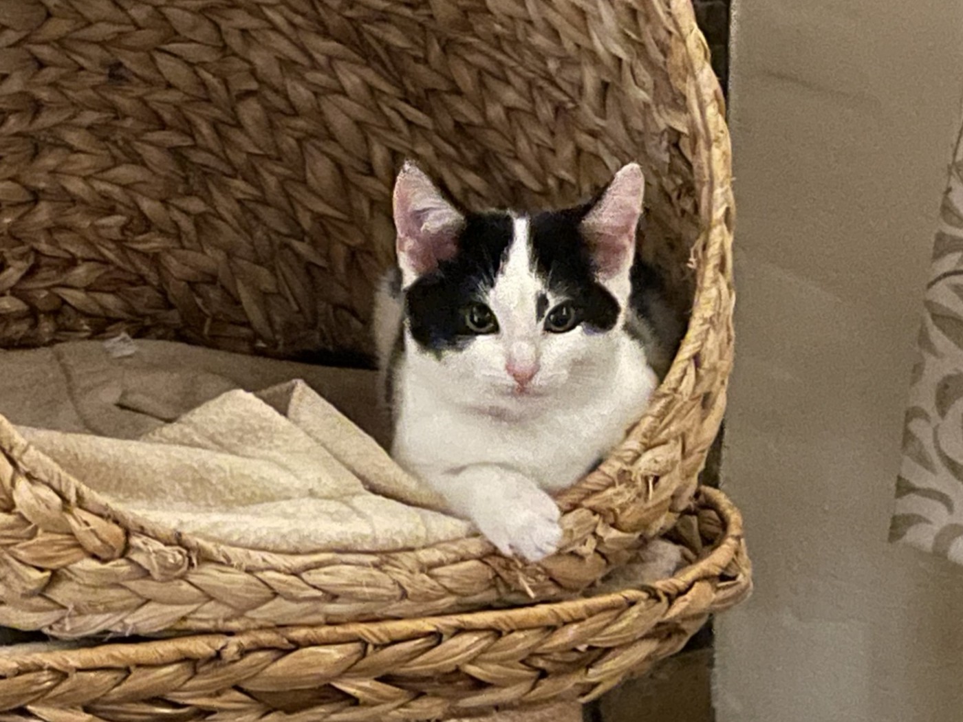 A black and white cat lounges comfortably in a woven wicker basket lined with a beige blanket, gazing at the camera with its front paw draped over the edge.