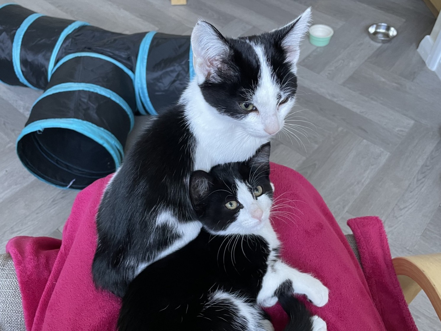 Two black and white kittens are cuddling on a persons lap covered with a pink blanket. In the background, there is a blue and black cat tunnel, a water bowl, and a food dish on a gray floor.