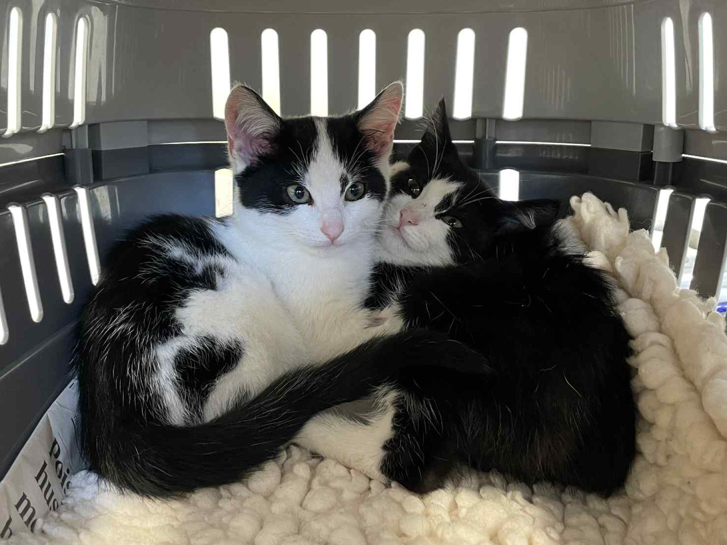 Two black and white kittens cuddle closely together on a soft, cream-colored blanket inside a pet carrier, with light streaming through the carrier’s slats.