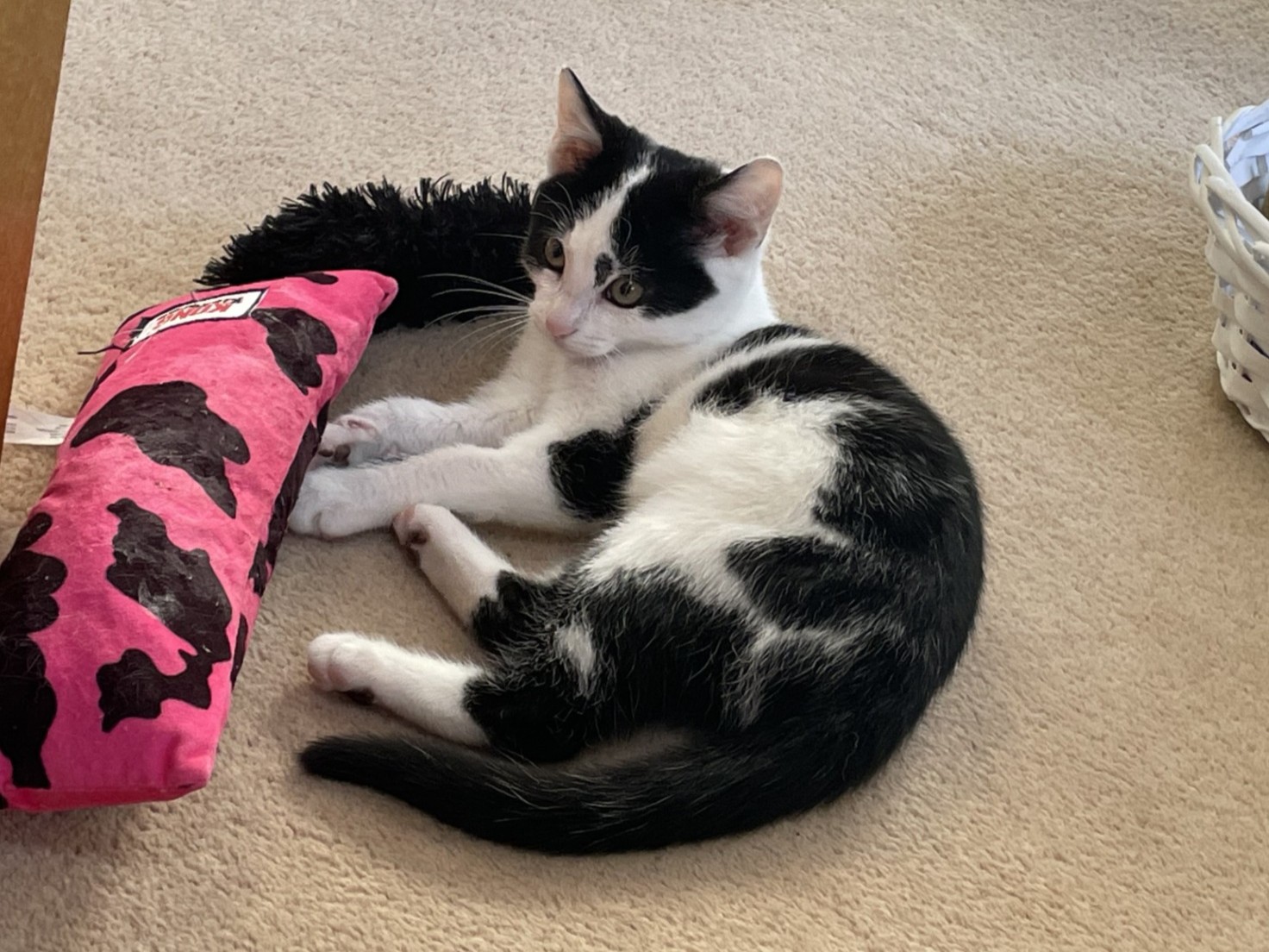 A black and white cat is lying on a carpeted floor next to a pink cat toy with black patterns. There is a white basket in the background. The cat looks relaxed and is gazing off to the side.