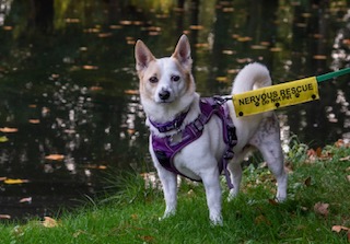 Tommy the parson russell terrier, a small white dog with brown spots, wears a purple harness and stands on grass by a pond. A yellow leash tag reads NERVOUS RESCUE in black letters. Leaves are scattered on the grass and water.