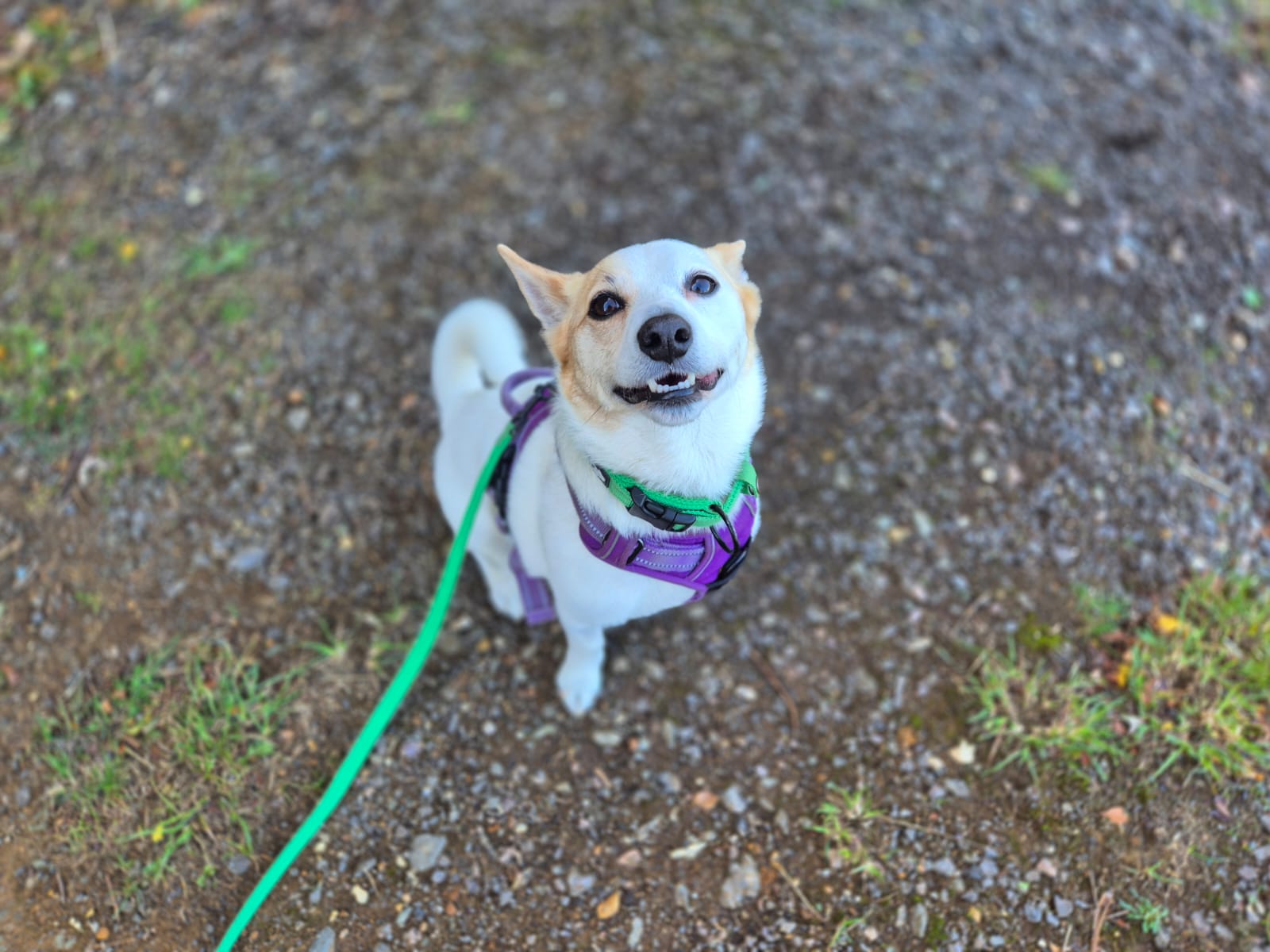 A small dog with white fur and light brown patches sits on a gravel path, wearing a purple harness and a green leash. The dog looks up with a happy expression, mouth slightly open as if smiling.